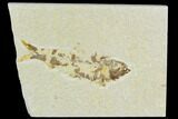 Bargain Fossil Fish (Knightia) - Wyoming #120559-1